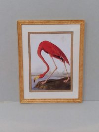 P-160 Framed Print Flamingo